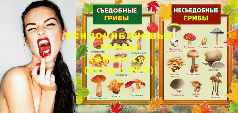 закладки  Ковдор  Псилоцибиновые грибы Magic Shrooms 